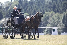 Banner WBO Fahrturnier